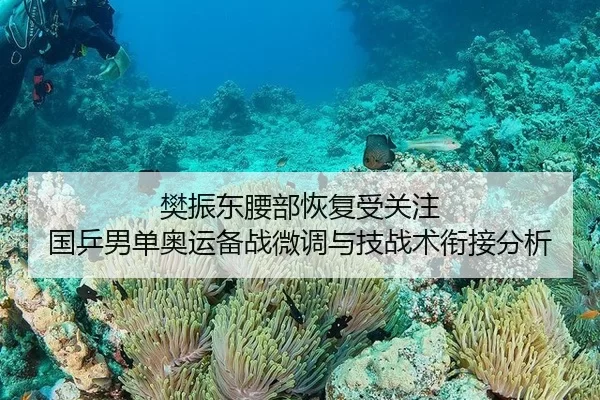 樊振东腰部恢复受关注 国乒男单奥运备战微调与技战术衔接分析